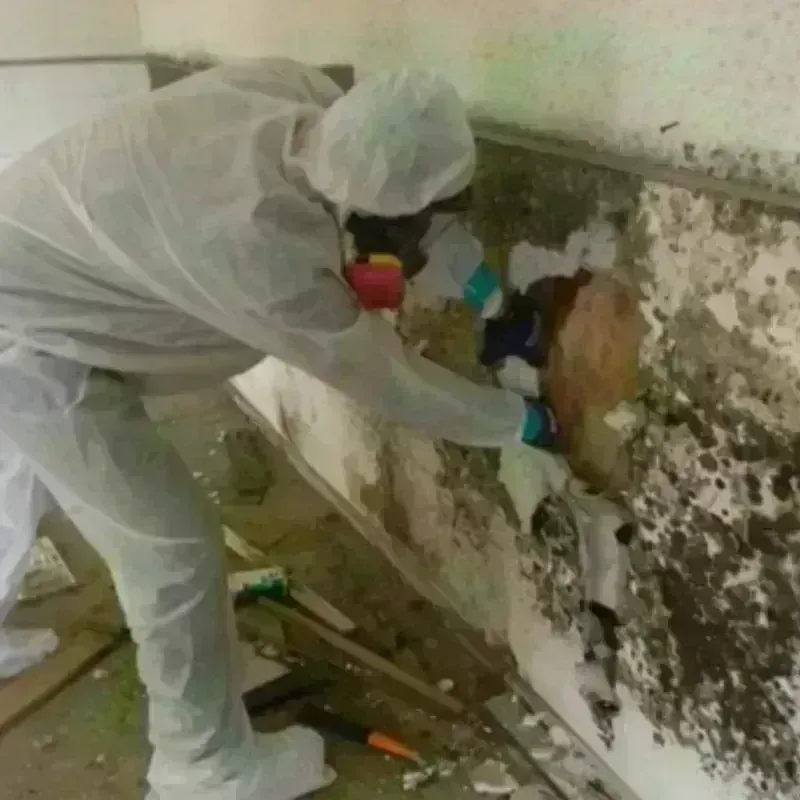 Mold Remediation and Removal in Cornelius, NC